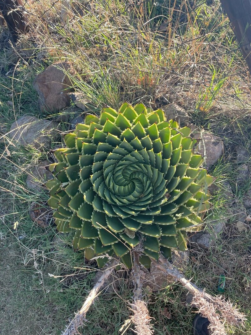 Aloe polyphylla photo 8