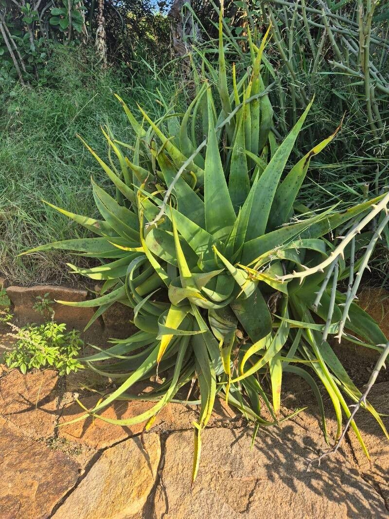 Aloe powysiorum