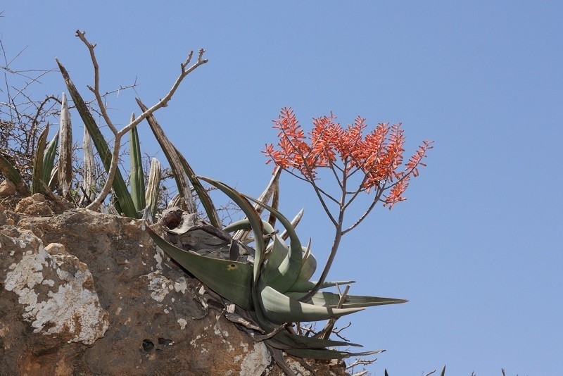 Aloe praetermissa