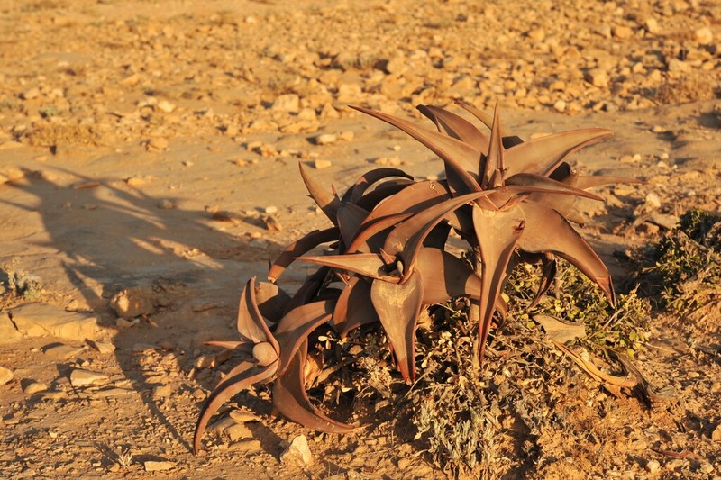 Aloe praetermissa photo 2