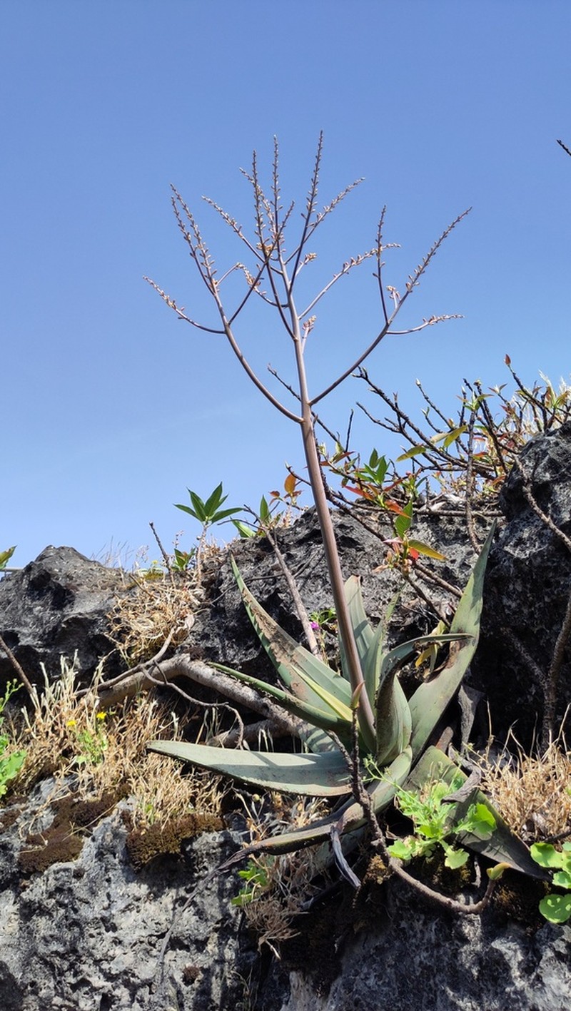 Aloe praetermissa photo 6