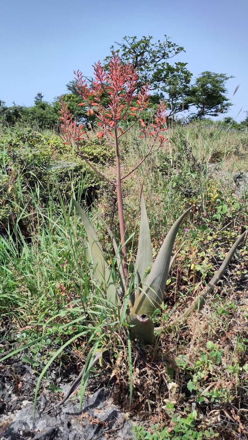 Aloe praetermissa photo 7