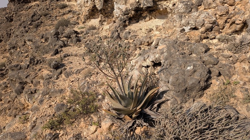 Aloe praetermissa photo 8