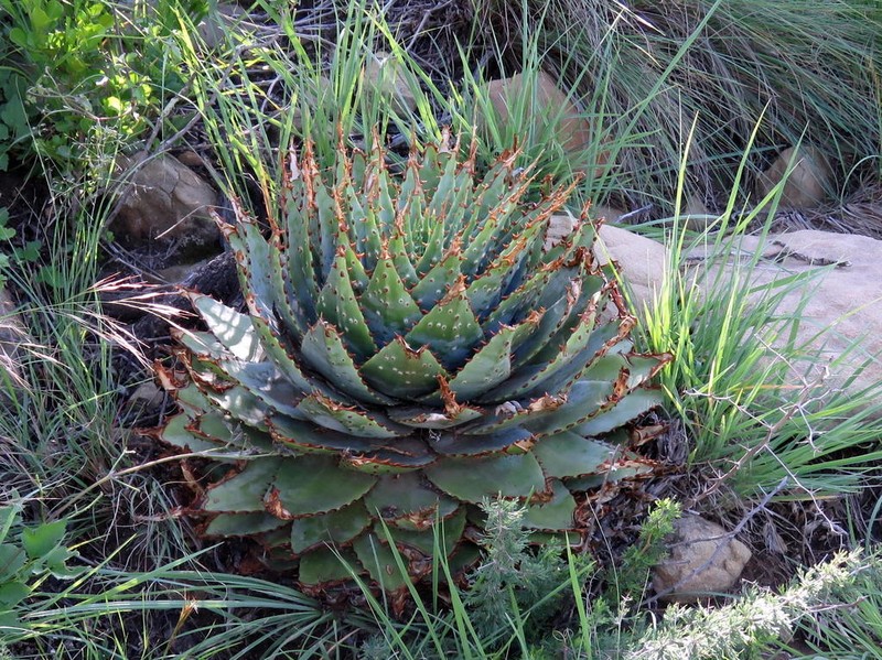 Aloe pratensis photo 2