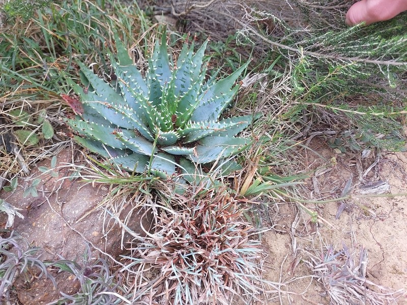 Aloe pratensis photo 3