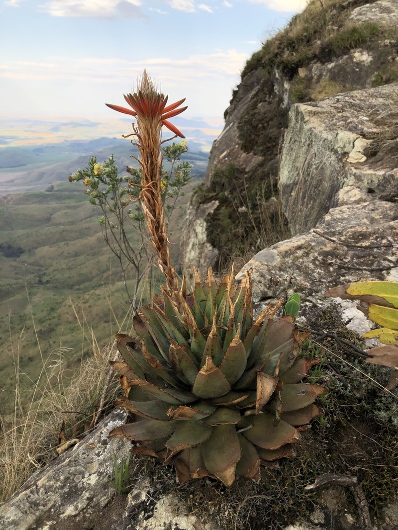 Aloe pratensis photo 4