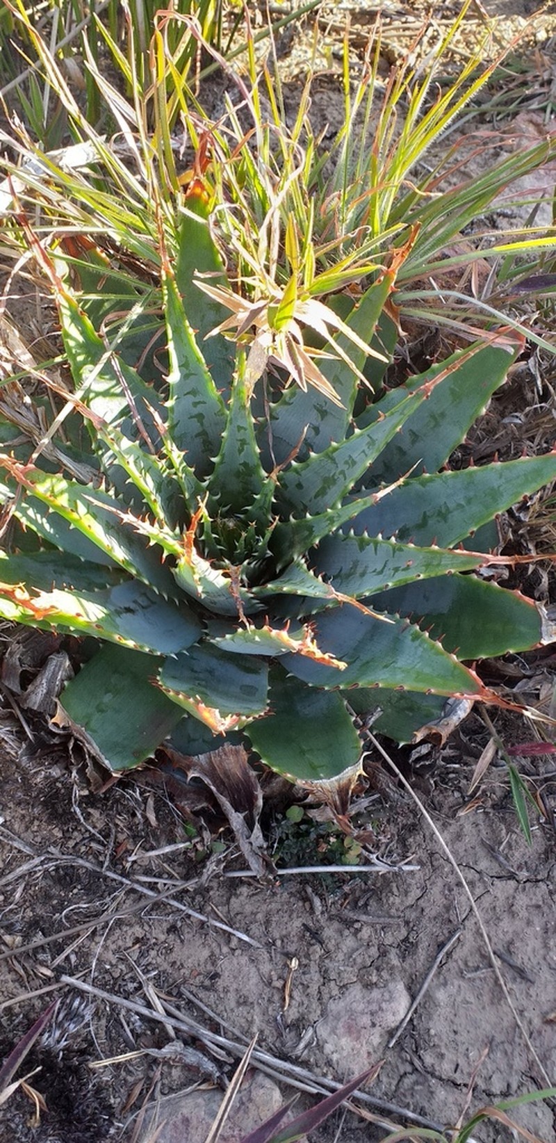 Aloe pratensis photo 5