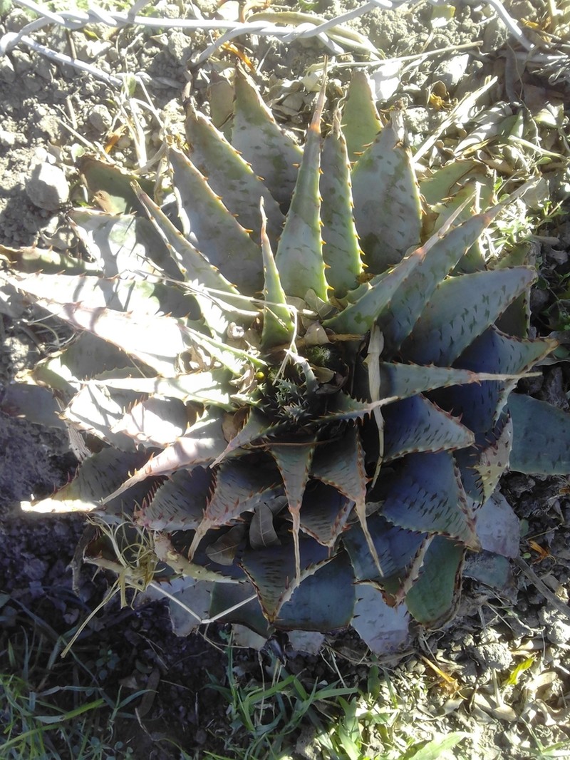 Aloe pratensis photo 6