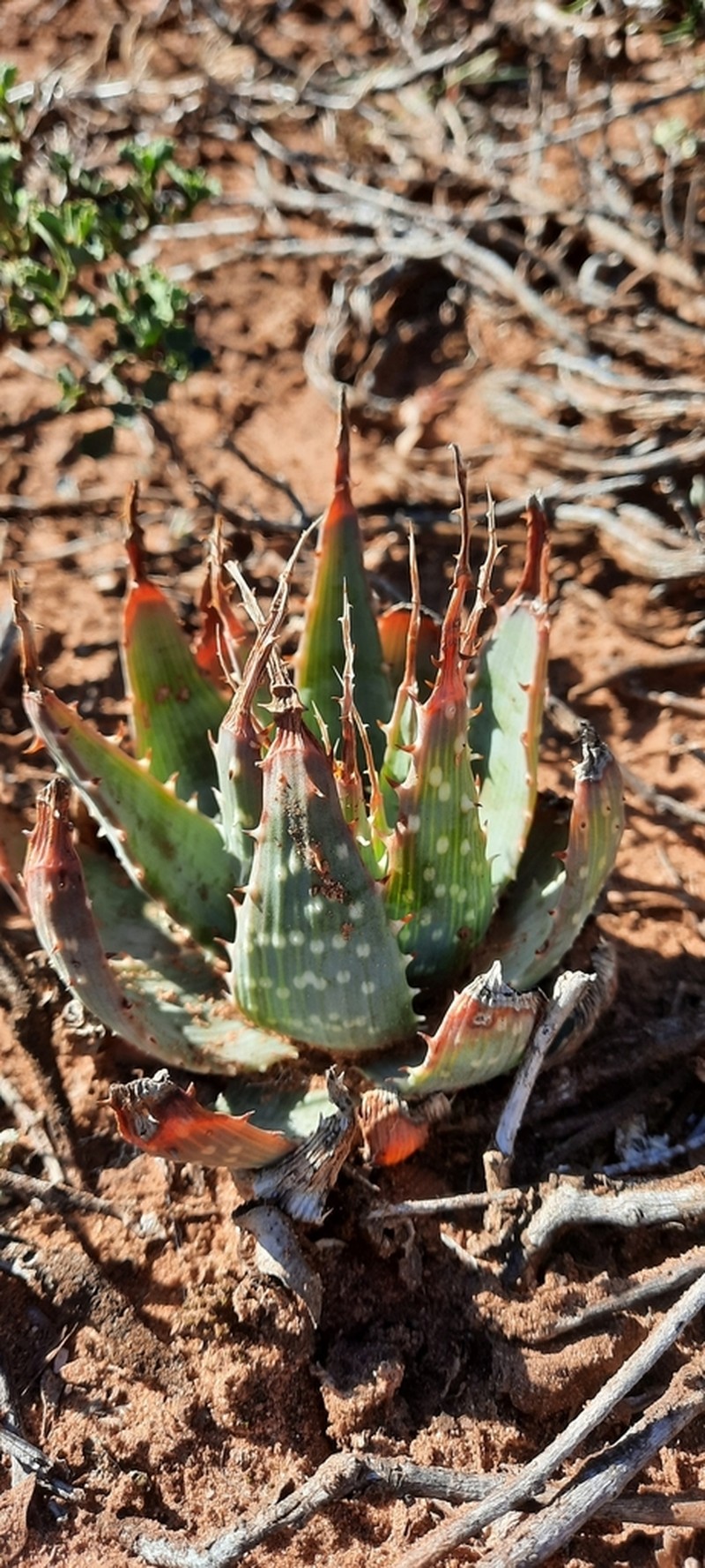 Aloe pratensis photo 7