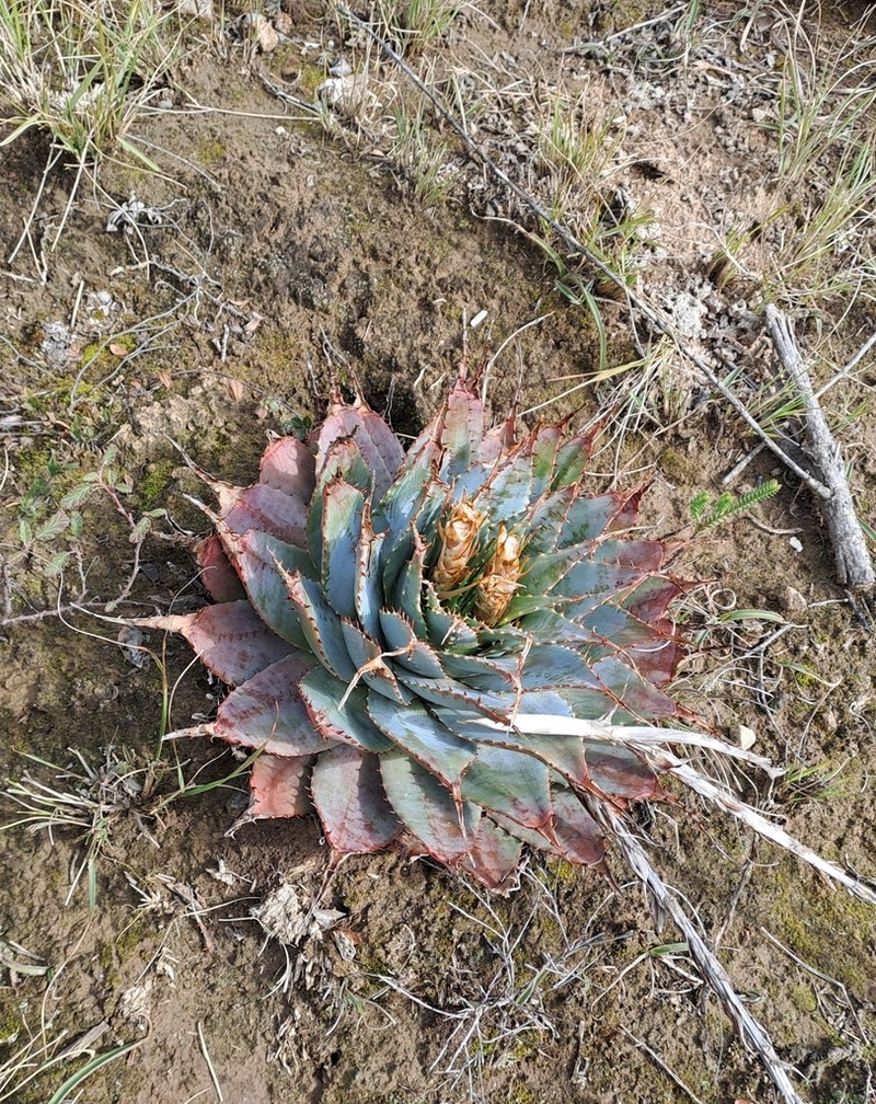 Aloe pratensis photo 8