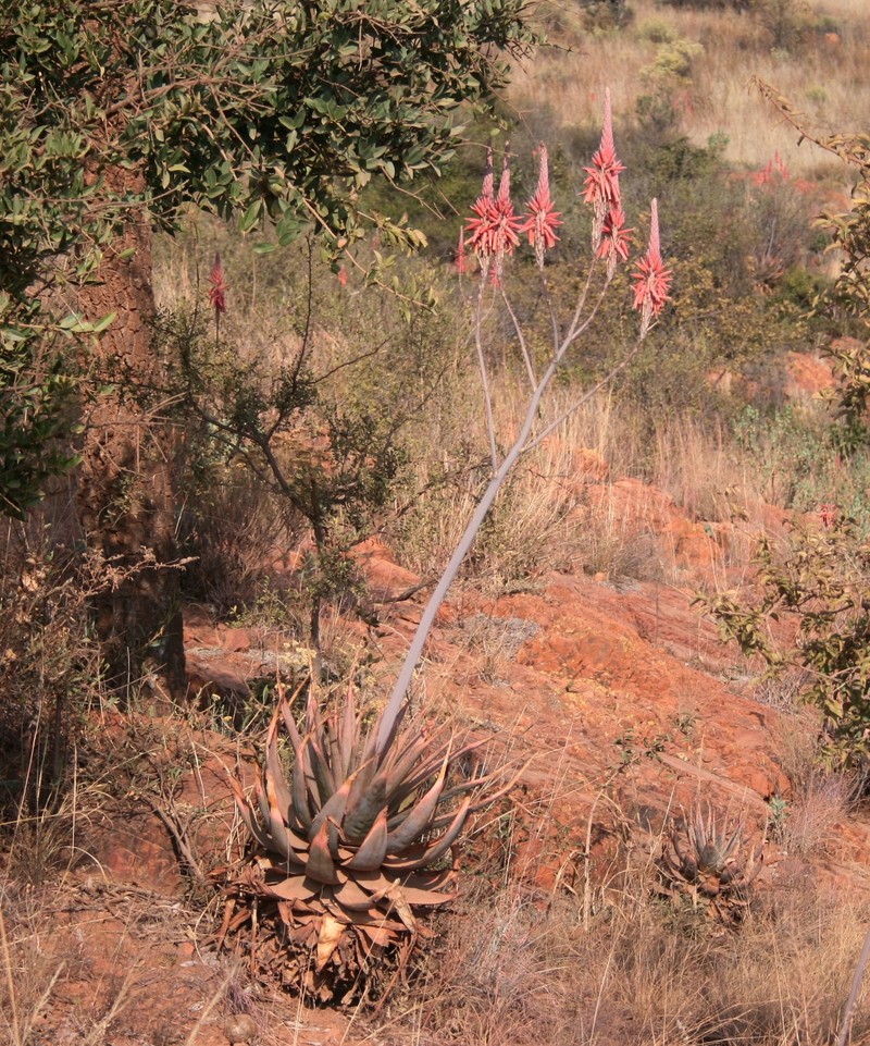 Aloe pretoriensis