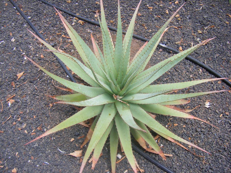 Aloe pretoriensis photo 2