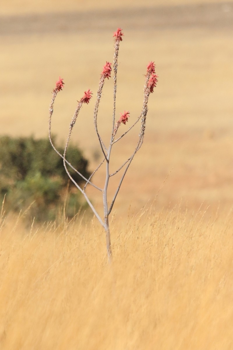 Aloe pretoriensis photo 3