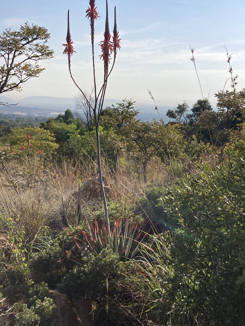 Aloe pretoriensis photo 4