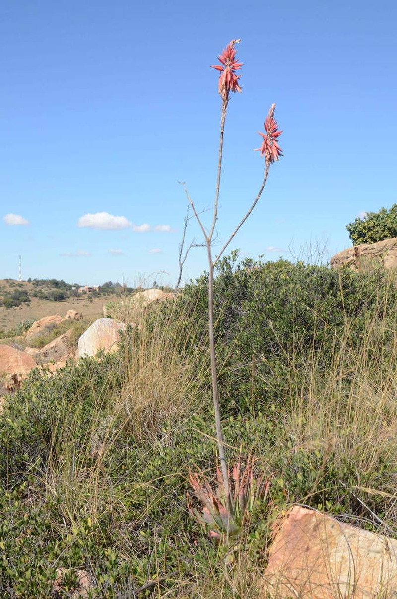Aloe pretoriensis photo 5