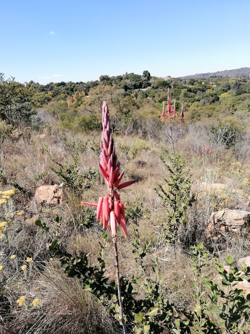 Aloe pretoriensis photo 6