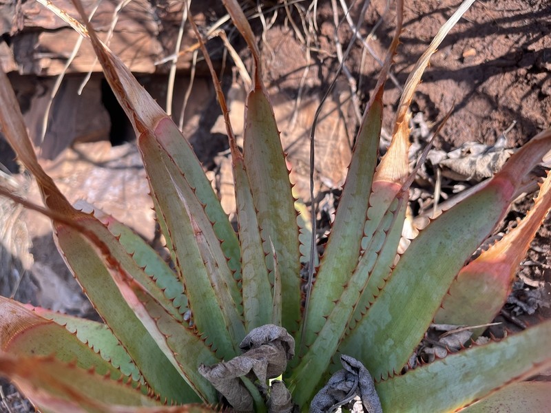 Aloe pretoriensis photo 7