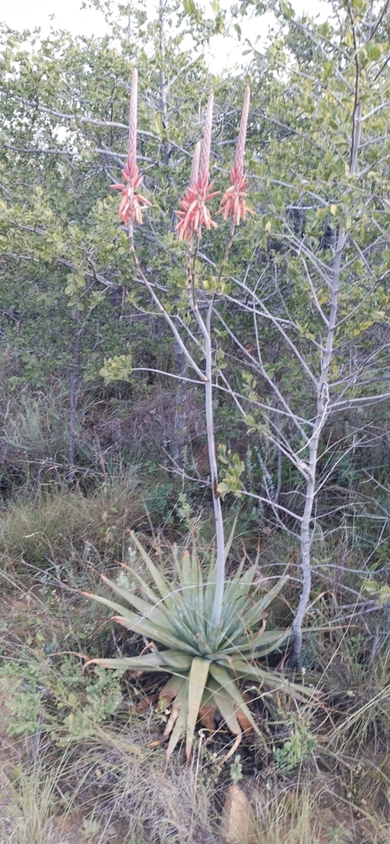 Aloe pretoriensis photo 8