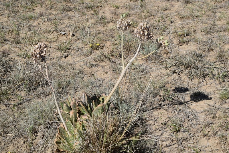 Aloe prinslooi