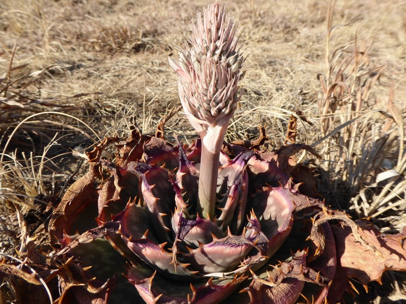 Aloe prinslooi photo 2