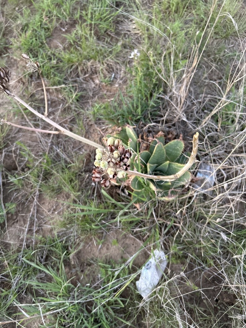 Aloe prinslooi photo 4
