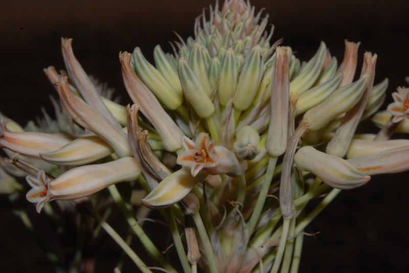 Aloe prinslooi photo 5