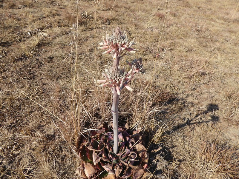 Aloe prinslooi photo 6