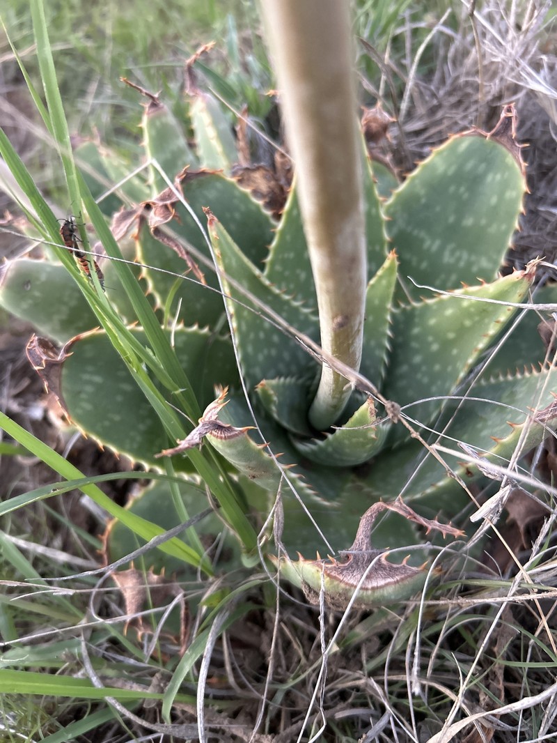 Aloe prinslooi photo 7