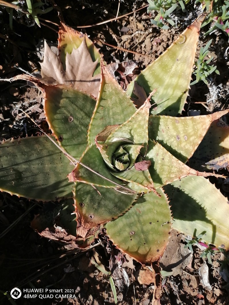 Aloe prinslooi photo 8