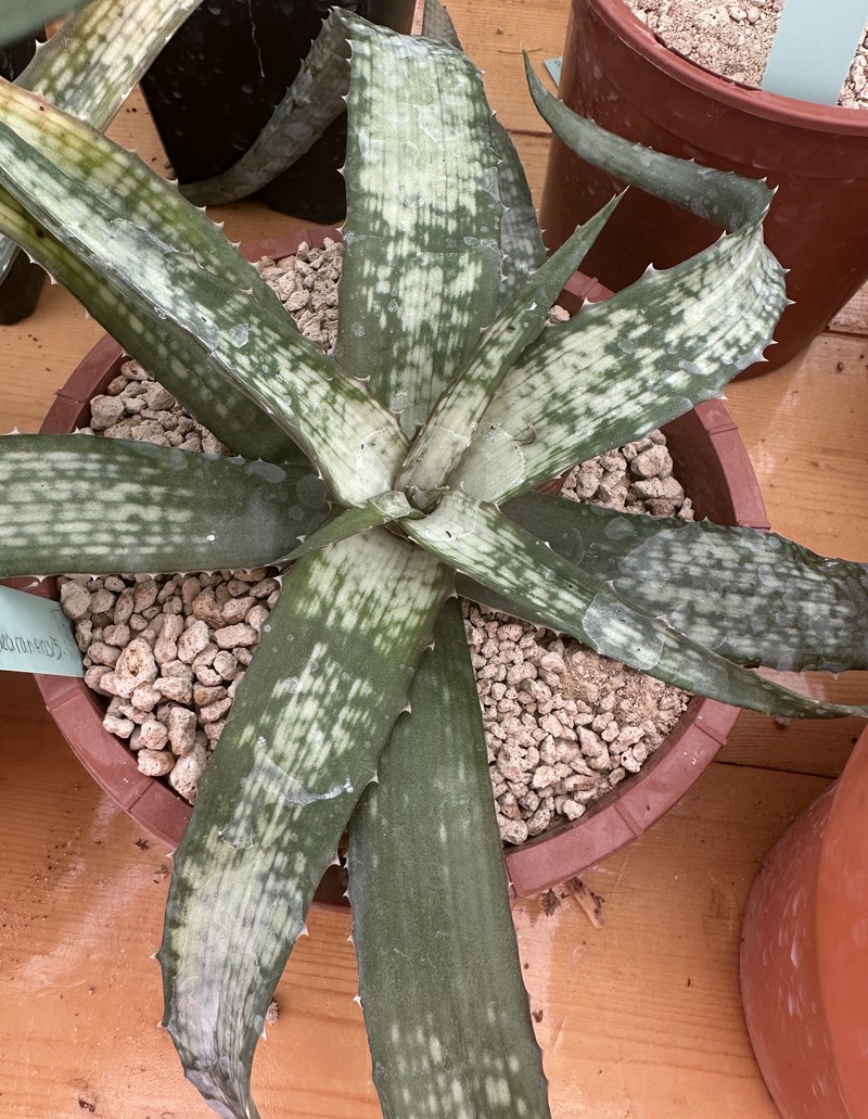 Aloe prostrata