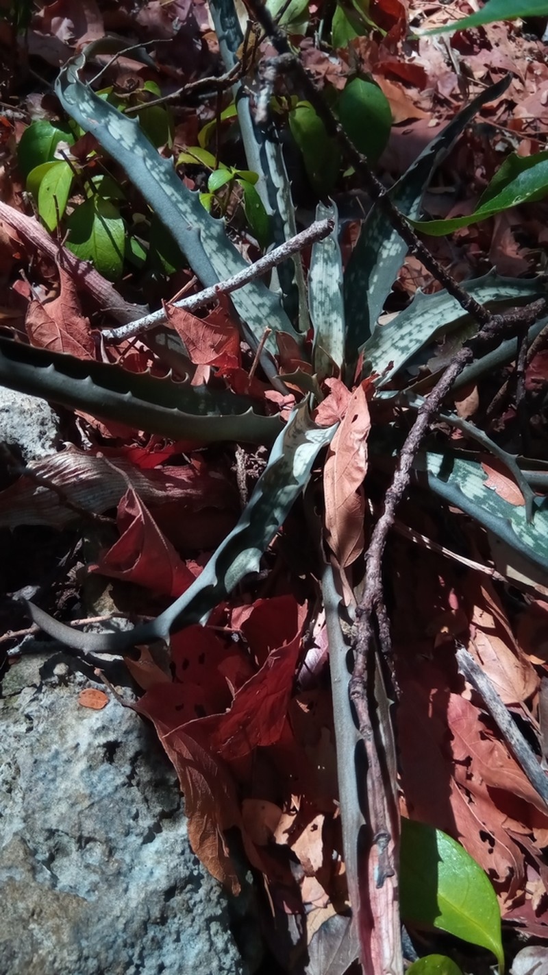 Aloe prostrata photo 2