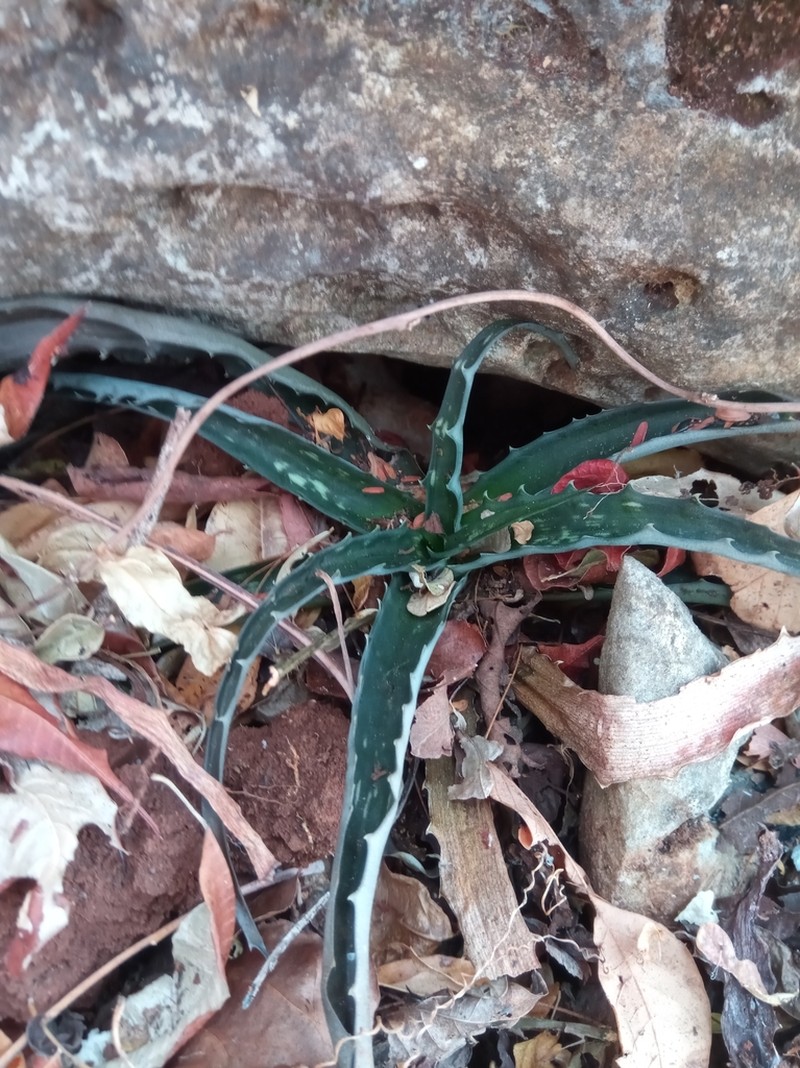 Aloe prostrata photo 3