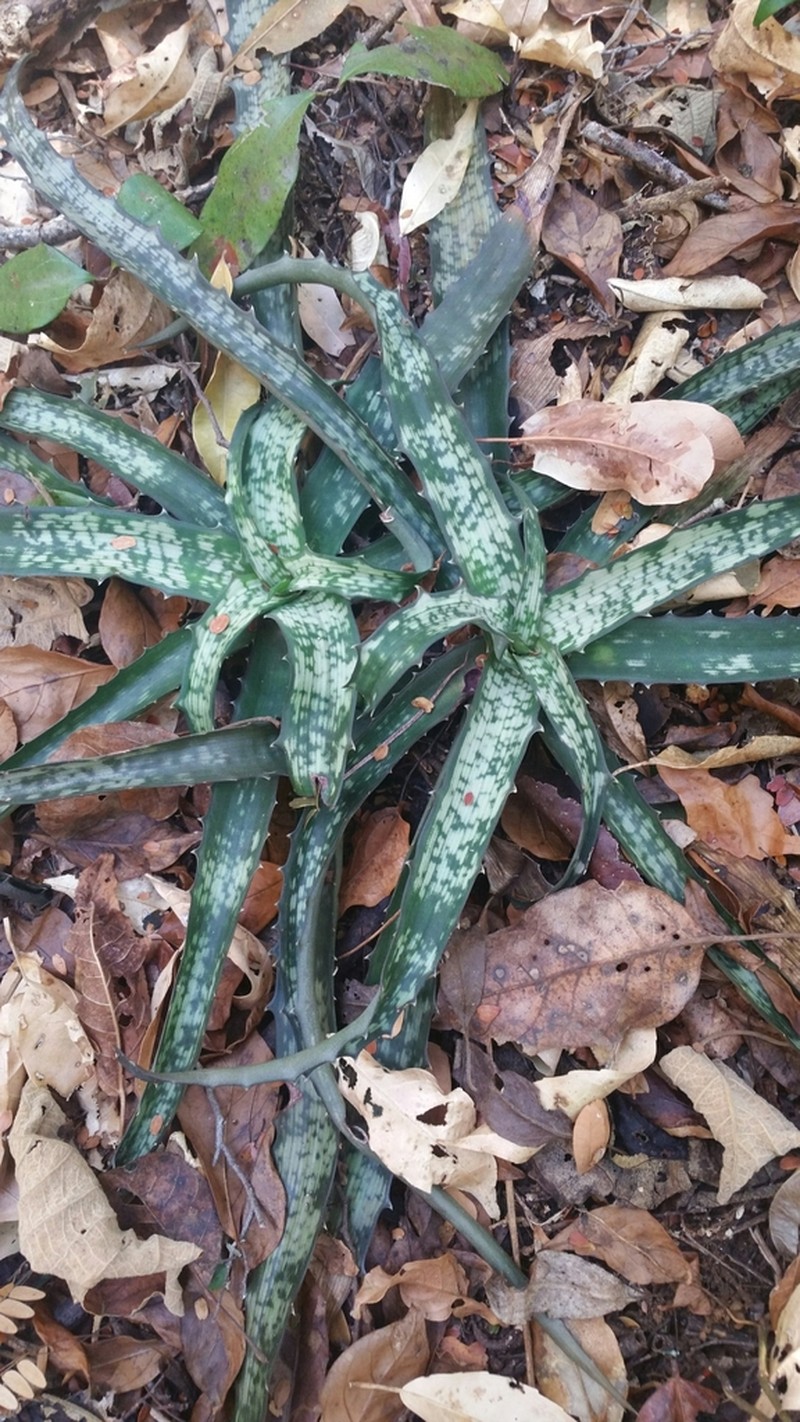 Aloe prostrata photo 4