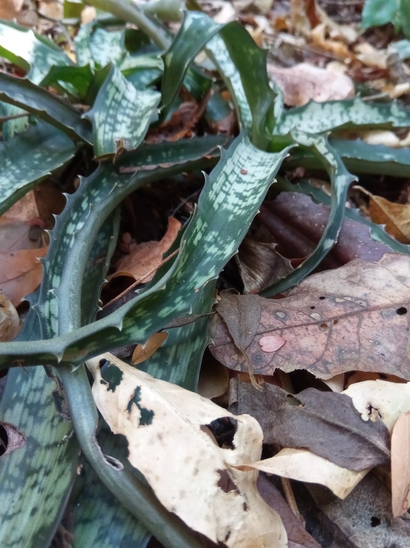 Aloe prostrata photo 5