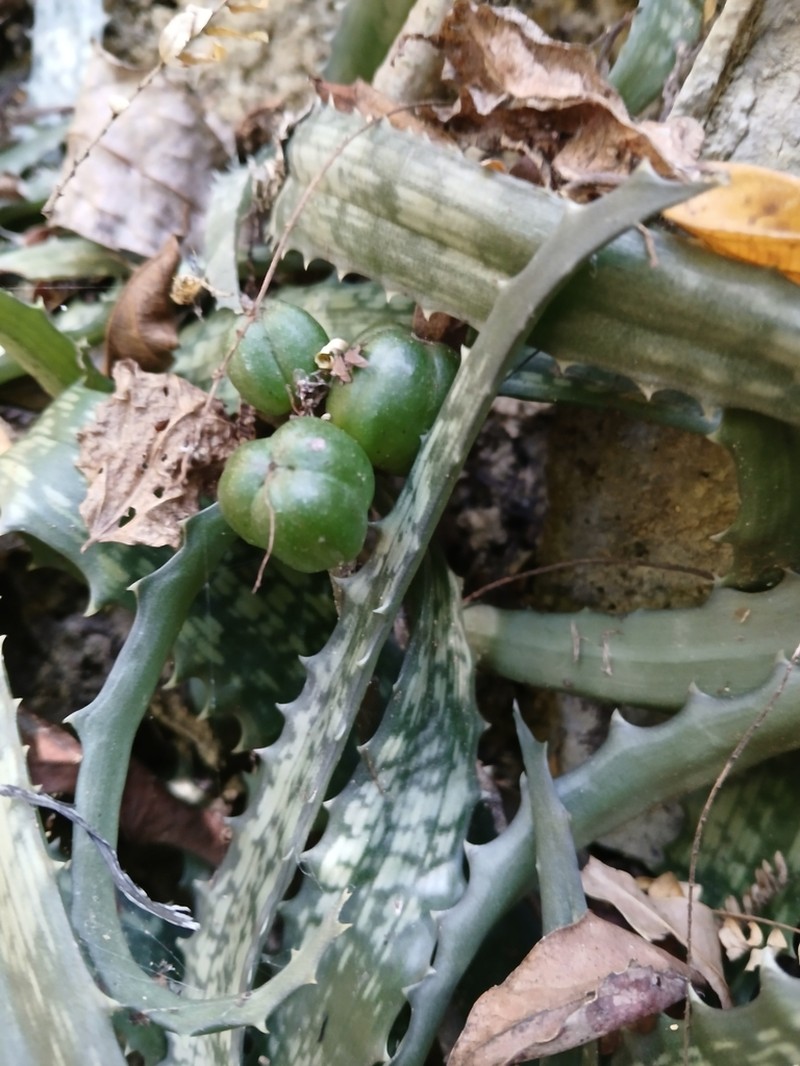 Aloe prostrata photo 6