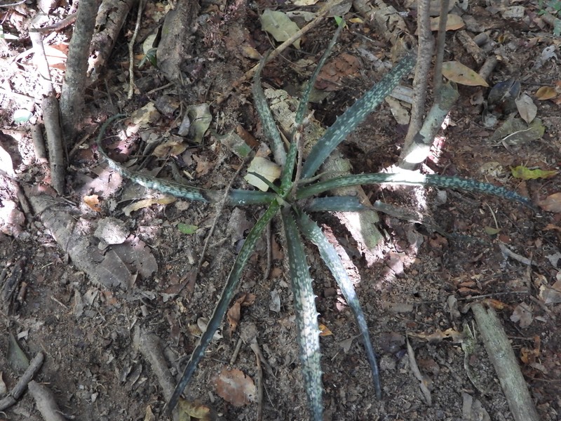Aloe prostrata photo 7