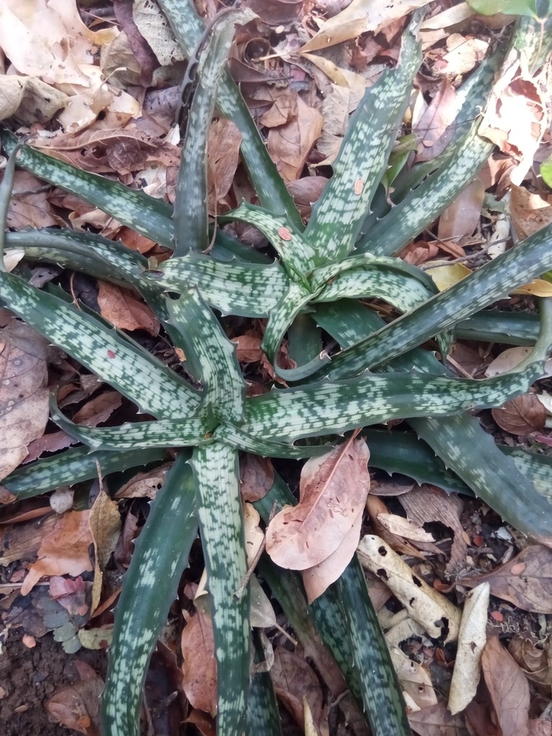 Aloe prostrata photo 8
