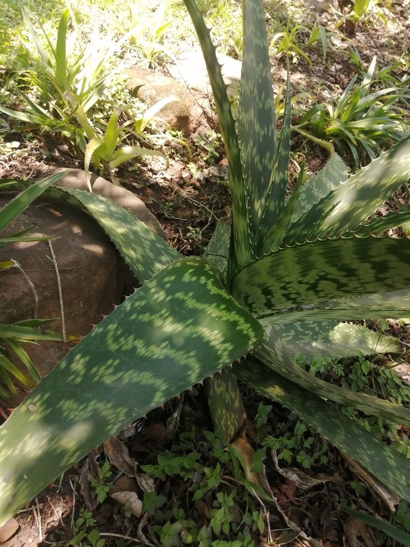 Aloe pruinosa