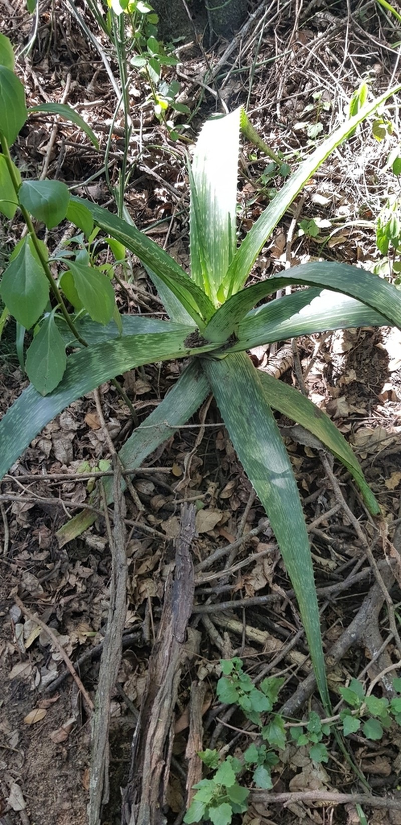 Aloe pruinosa photo 2