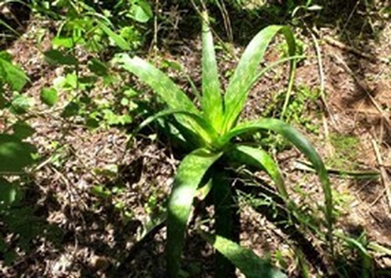 Aloe pruinosa photo 4