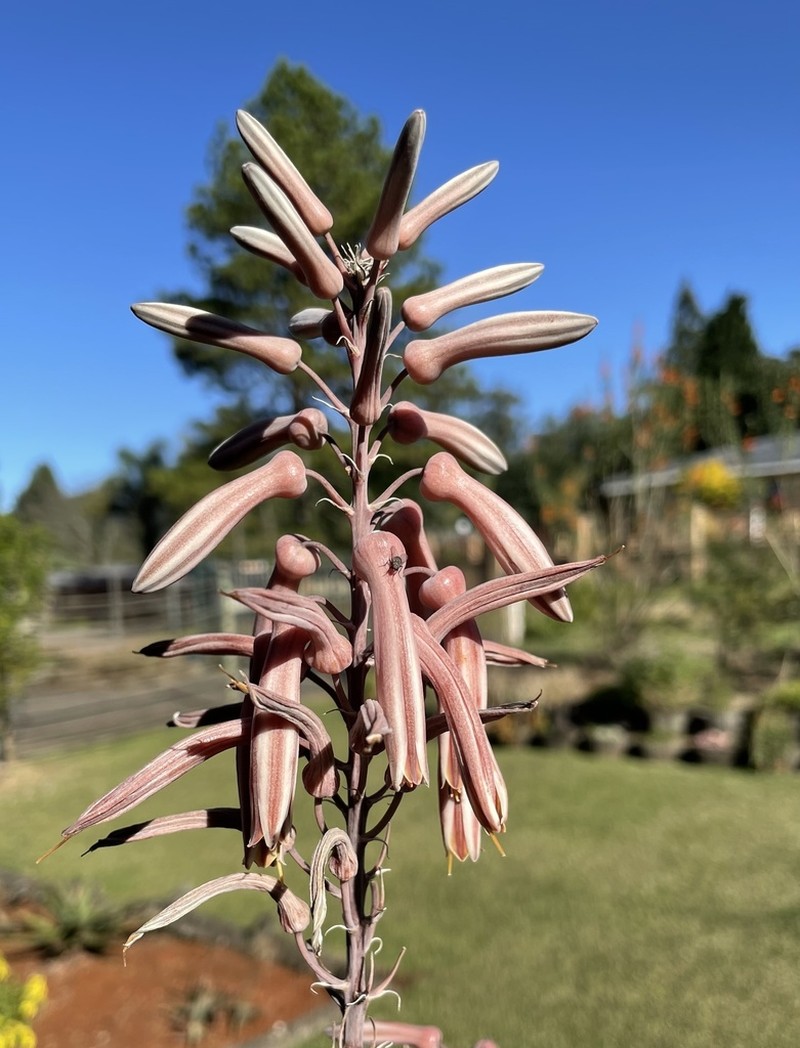 Aloe pruinosa photo 5
