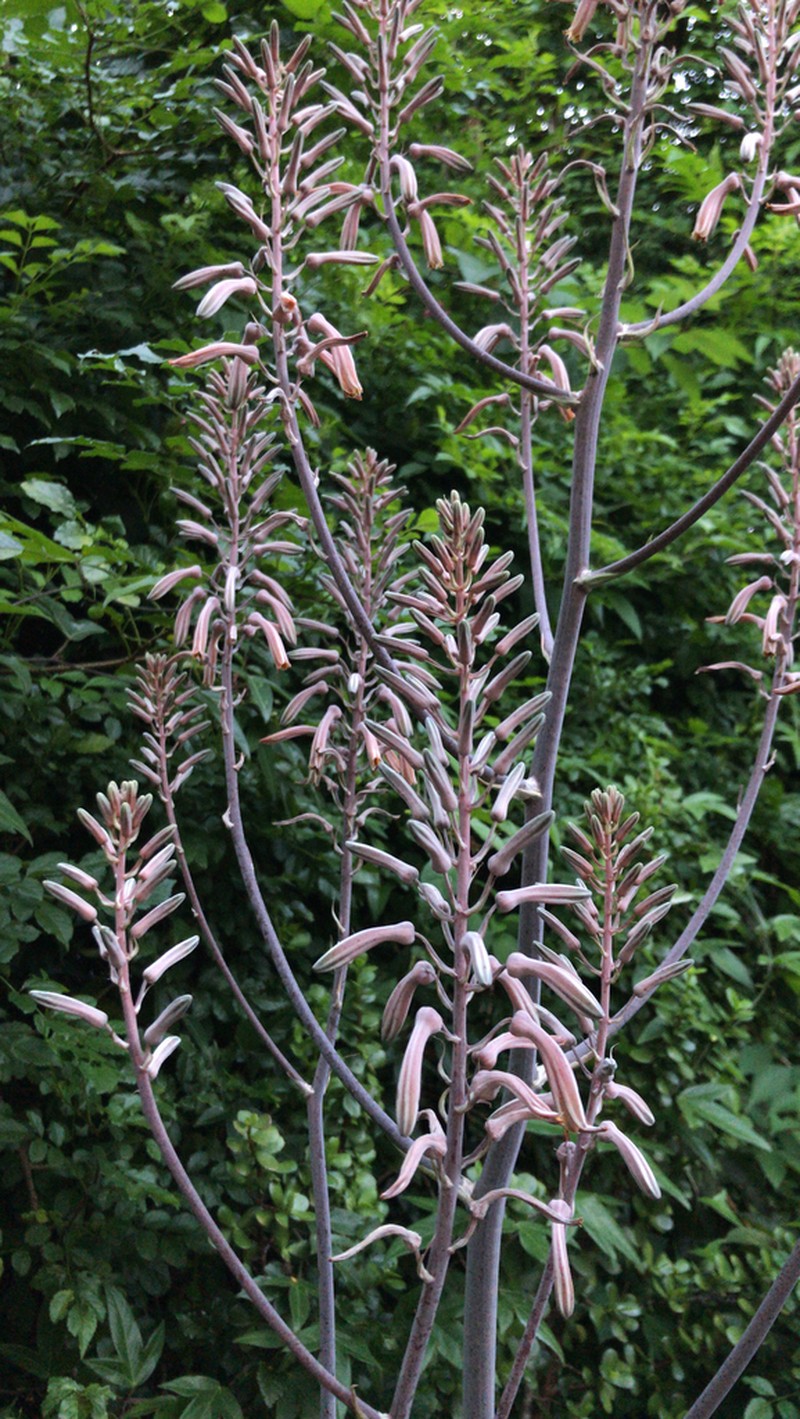 Aloe pruinosa photo 6