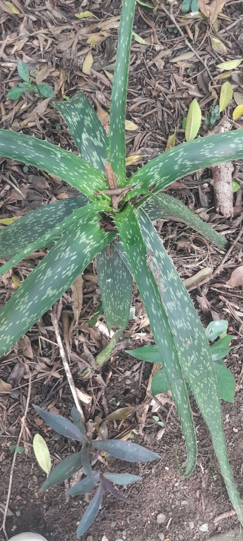 Aloe pruinosa photo 7