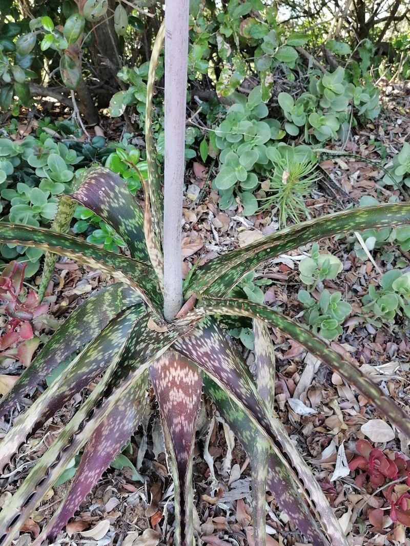 Aloe pruinosa photo 8