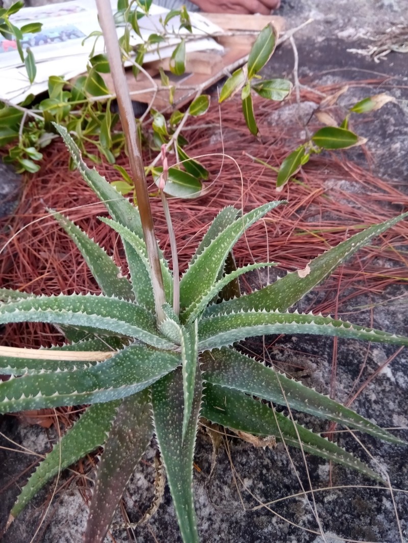 Aloe pseudoparvula photo 2
