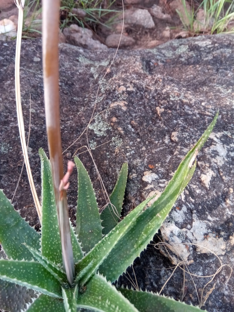 Aloe pseudoparvula photo 3
