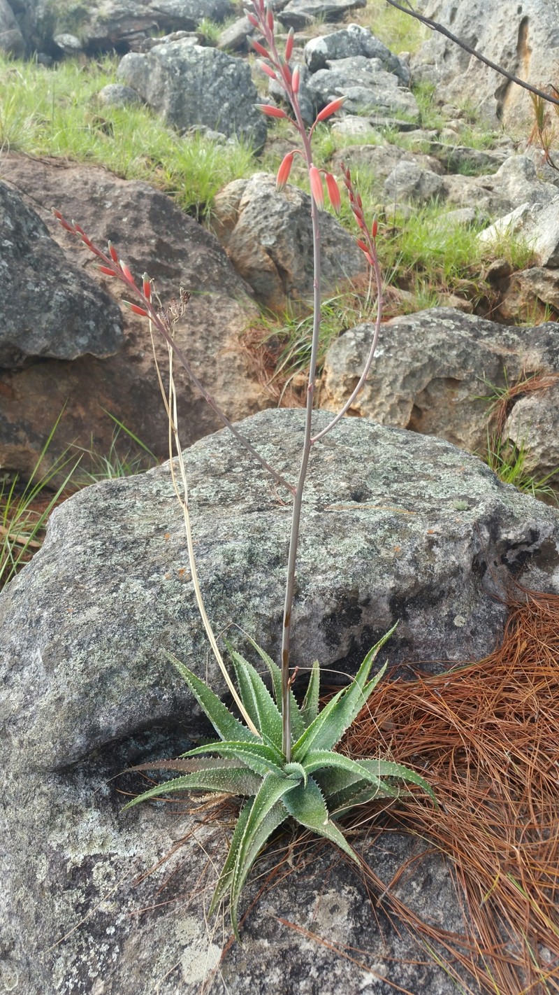 Aloe pseudoparvula photo 4