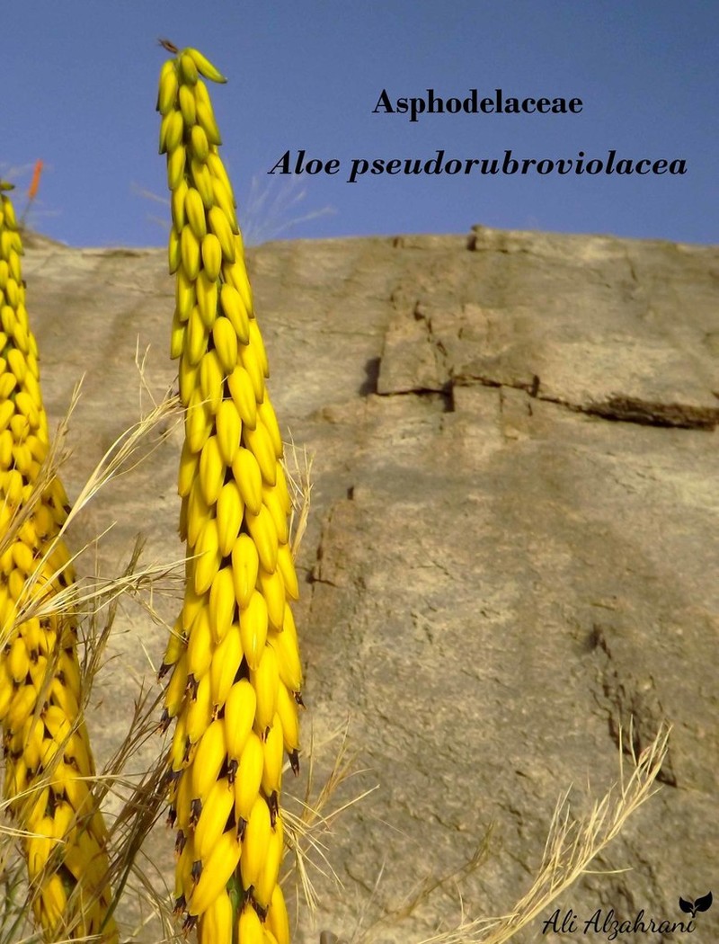 Aloe pseudorubroviolacea photo 2