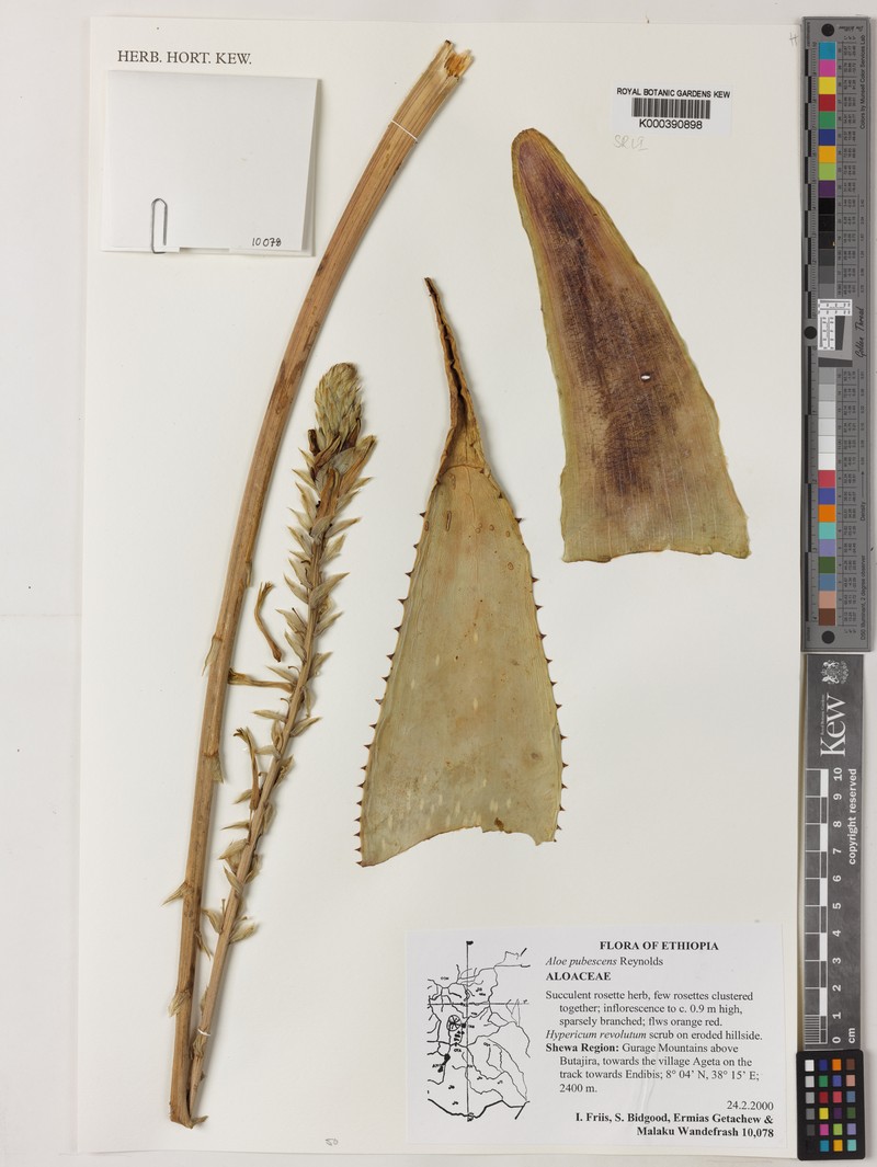 Aloe pubescens