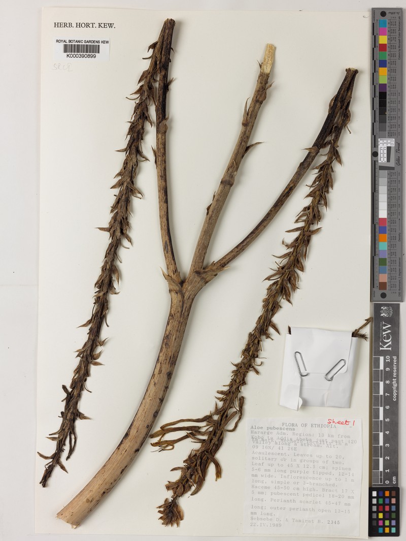 Aloe pubescens photo 2